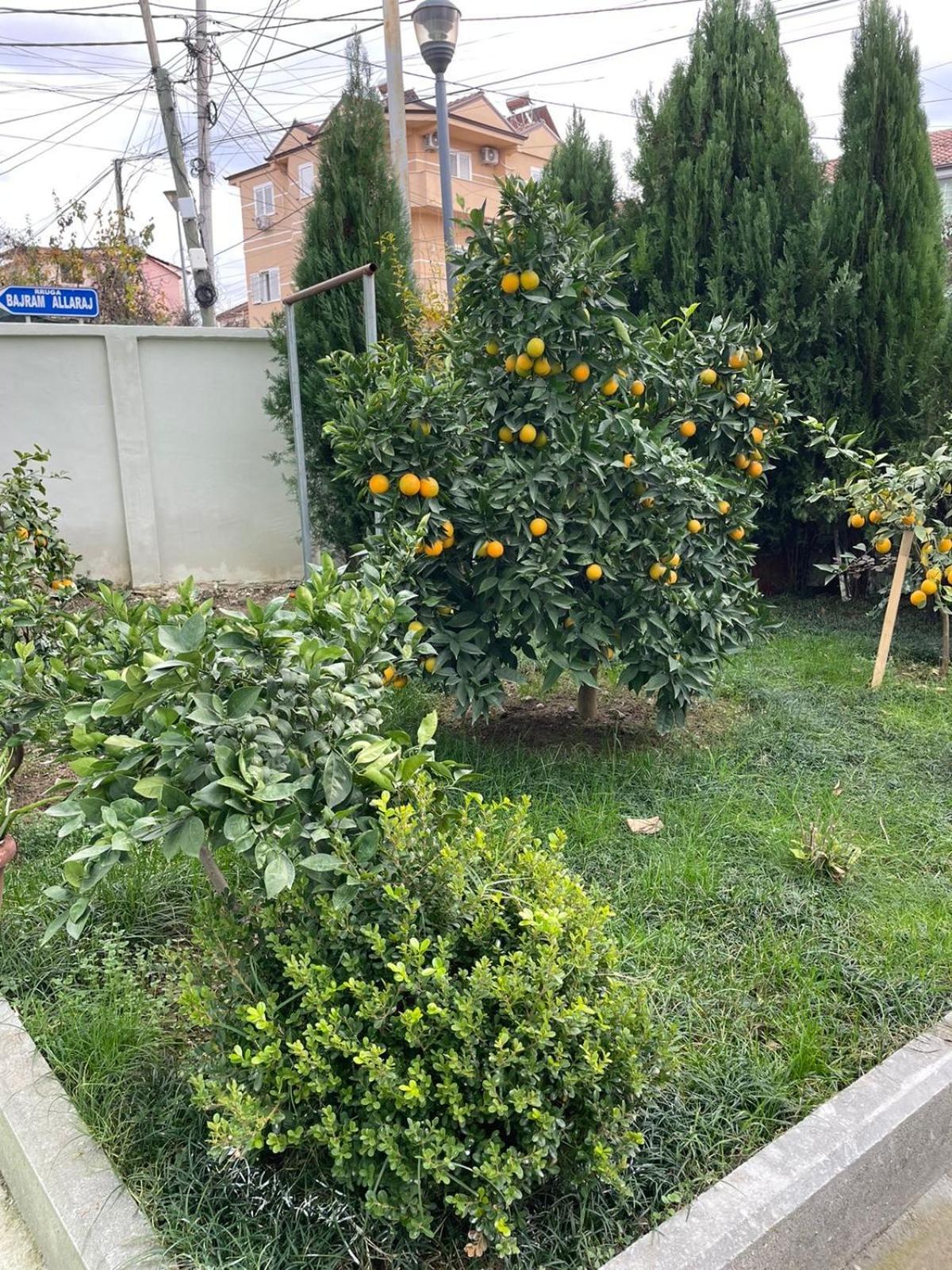 טיראנה Kevi 'S Place מראה חיצוני תמונה